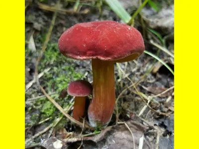 Фотокаталог грибов: Моховик красный (Hortiboletus rubellus)