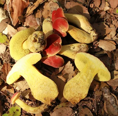 Фотокаталог грибов: Моховик красный (Hortiboletus rubellus)