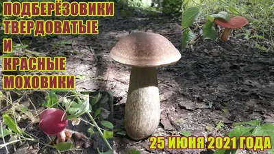 Моховик прибрежный (Boletus ripariellus) фотографии, видео и истории