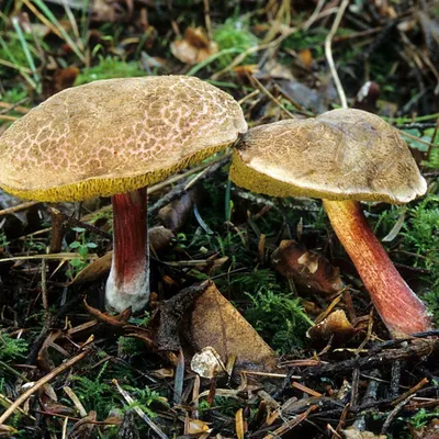 Моховик красный (Hortiboletus rubellus) фото и описание