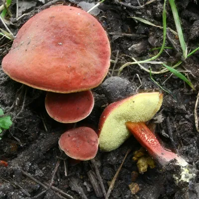 Моховик красный (Hortiboletus rubellus) фотографии, видео и истории