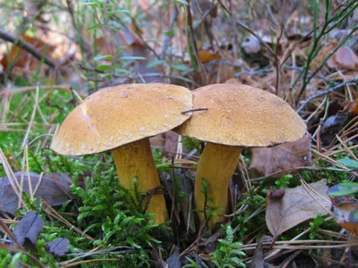 Моховик красный (Hortiboletus rubellus) фото и описание