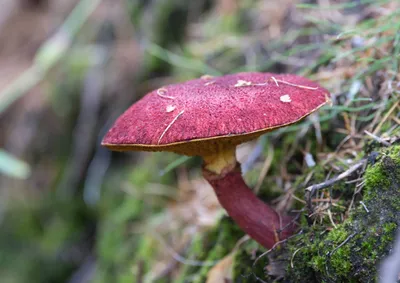 Моховик тёмно-коричневый (лат. Boletus ferrugineus)