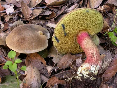 Моховик красный (Hortiboletus rubellus) фото и описание