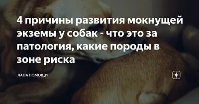 Мокнущая экзема у собак: лечение, причины появления мокрой раны, как лечить  на голове, бедре, лапе и шее, чем можно подсушить дома