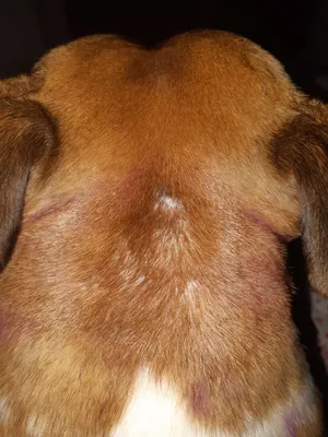 Мокнущая рана у собаки фото фотографии