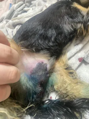 Первая помощь при открытой ране у собаки – VETDOCS Рваная рана у собаки –  что делать и чем лечить открытую резаную рану собаке
