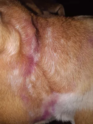 Мокнущий дерматит у собак фото