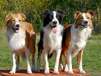 Лишай у собак 🐶 – виды, симптомы и признаки заражения питомца