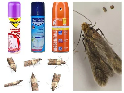 Домашние насекомые в квартире: виды вредителей