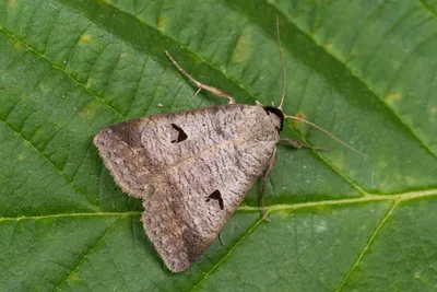 Моль шубная (Tinea pellionella) - Picture Insect