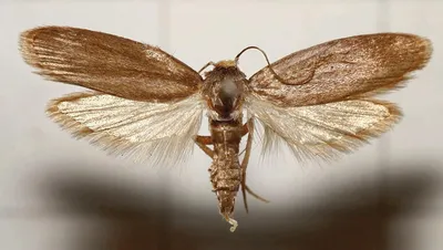 Моль платяная (Tineola bisselliella) - Picture Insect