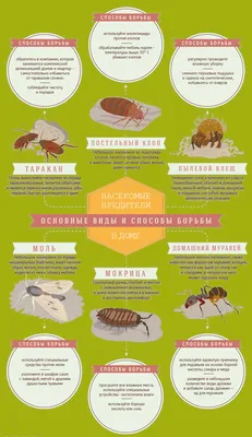 Самая красивая моль Кубани | Дикий Юг - природа Юга России | Дзен