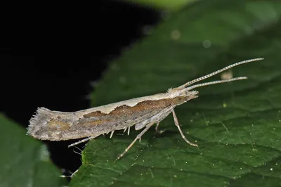 Самка Большого Желтого Подкрылка Моль Из Семейного Совы Noctuidae Гусеницы  Этого Вида Являются Вредителями Большинства Сельскохоз — стоковые  фотографии и другие картинки Бабочка - iStock