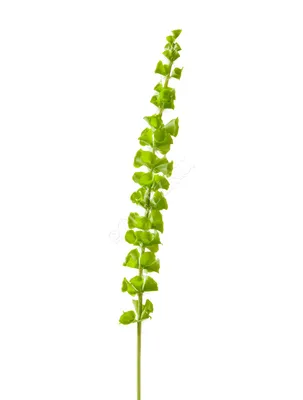 Восхитительное растение Молюцелла на фотографиях