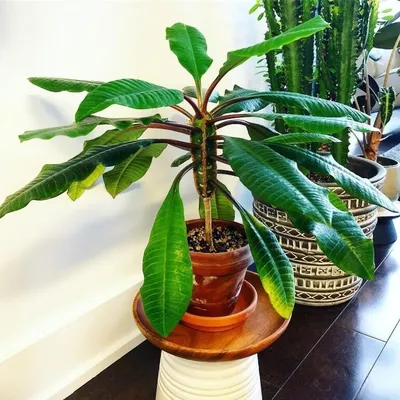 Молочай гребенчатый (Euphorbia lophogona) — описание, выращивание, фото |  на LePlants.ru