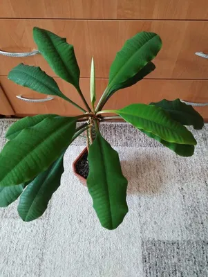 Молочай беложильчатый, Беложилковый (Euphorbia Leuconeura)