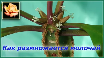 Комнатный молочай беложилковый. - YouTube