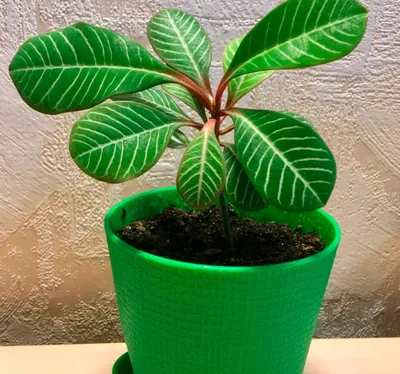 Коллекции растений ЦСБС СО РАН - Euphorbia leuconeura Boiss. – Молочай  беложильчатый