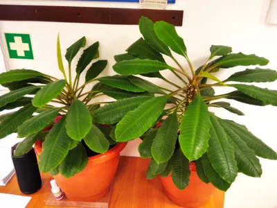 Euphorbia LEUCONEURA (Молочай, Эуфорбия): купить 2 семени c доставкой  почтой 🌸 Адениум дома