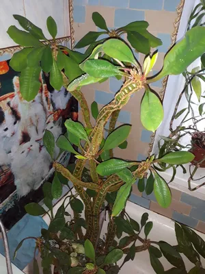 Молочай беложилковый Euphorbia leuconeura — купить в Красноярске. Горшечные  растения и комнатные цветы на интернет-аукционе Au.ru