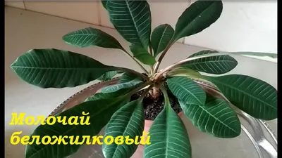 Цветок Молочай беложилковый — купить в Красноярске. Горшечные растения и  комнатные цветы на интернет-аукционе Au.ru
