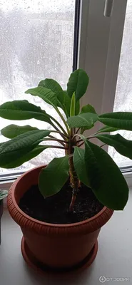 Euphorbia lophogona Lam., Молочай гребенчатый (World flora) - Pl@ntNet  identify