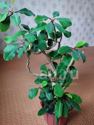 Молочай беложилковый или беложильчатый (Euphorbia leuconeura) | Цветомания