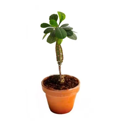 Euphorbia leuconeura Boiss., Молочай беложильчатый (World flora) - Pl@ntNet  identify