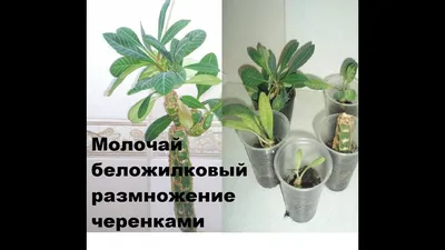 Эуфорбия беложильчатая, или молочай беложильчатый, комнатный цветок: 30  грн. - Комнатные растения Запорожье на Olx