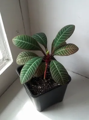Молочаи - Euphorbiaceae