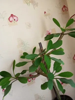 Молочай беложилковый или беложильчатый (Euphorbia leuconeura) | Цветомания