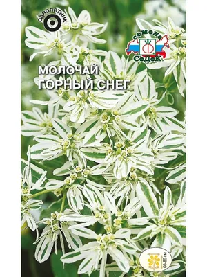 Молочай горный снег - картина природы в хорошем качестве