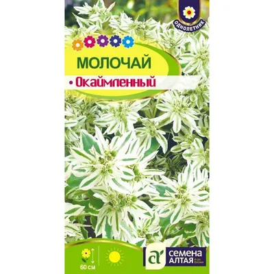 Молочай окаймленный - прекрасная невеста в вашем цветнике | Любимая усадьба  | Дзен