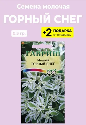 Купить молочай окаймленный Горный снег 0,5 гр - Семена цветов, Молочай,  арт: 1345 недорого в магазине в Новокузнецке, цена
