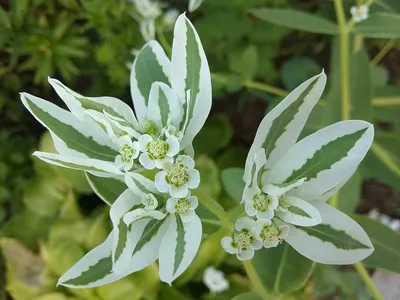 Молочай окаймленный (около 100 семян). купить, отзывы, фото, доставка -  ОКЕАН-СП