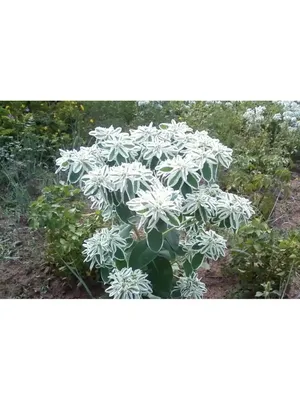 Эуфорбия маргината (молочай окаймленный) - растение для ленивого цветника,  выращивание - YouTube