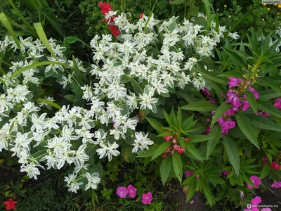Молочай окаймленный (Euphorbia marginata), 2 шт. цена | 220.lv