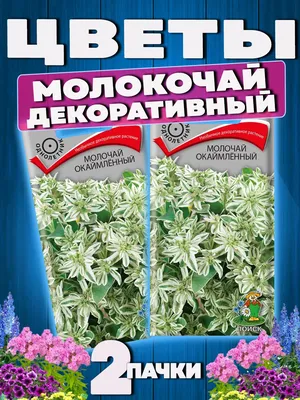 Купить семена Молочай окаймленный Снежные вершины в Минске и почтой по  Беларуси