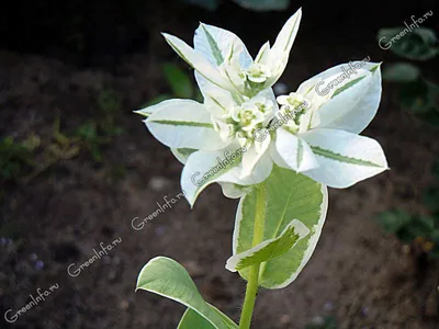 Молочай окаймленный (Euphorbia Marginata)