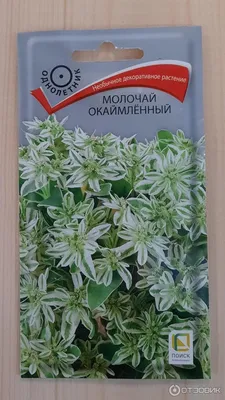 Молочай окаймленный - Молочай - Травянистые растения для открытого грунта -  GreenInfo.ru