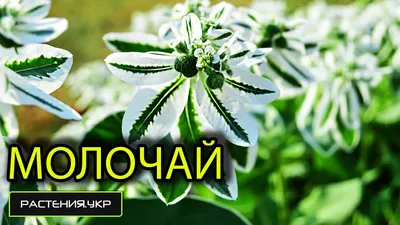 Растения Крыма::Молочай