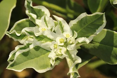 Молочай окаймлённый (Euphorbia marginata) | BOTSAD.BY