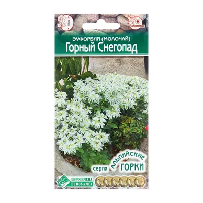 MacroID.RU - Молочай окаймленый - Euphorbia marginata