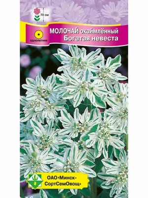 Молочай окаймленный: посадка и уход, способы размножения, болезни и  вредители