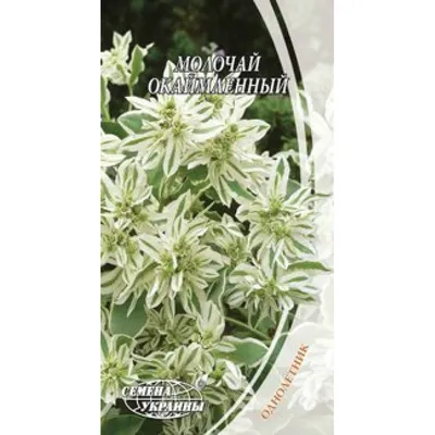 Молочай окаймленный (Euphorbia marginata) - PictureThis