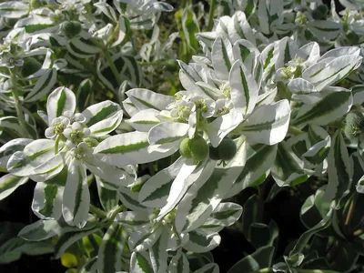 Молочай окаймлённый (Euphorbia marginata) | BOTSAD.BY