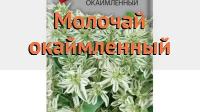 Молочай окаймлённый - «Невероятное кружево в саду и всё это - Молочай  окаймлённый. Однолетник или многолетник? Посадка, уход и фото этой красоты.  » | отзывы