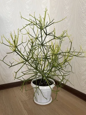 Молочай Тирукаллі / Euphorbia tirucalli Toef