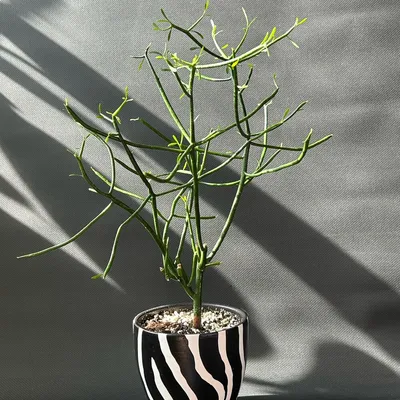 Euphorbia tirucalli cv 'Firesticks' : Молочай тирукалли “Огненные палочки”  12 | EXOTIC PLANT Редкие коллекционные растения